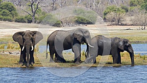 African Elephants