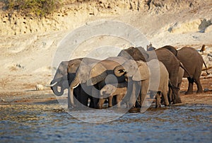 Elefanti 