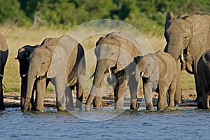 African elephants