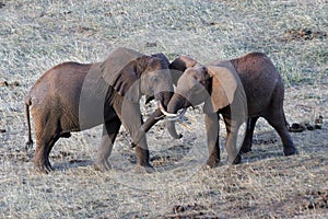 African Elephants