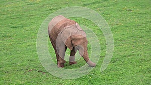 African elephants