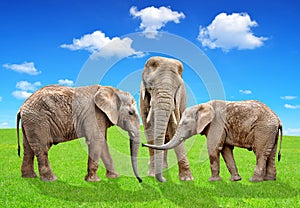 African elephants