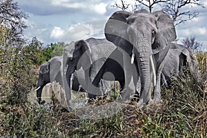 African Elephants photo