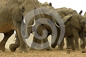 African Elephants