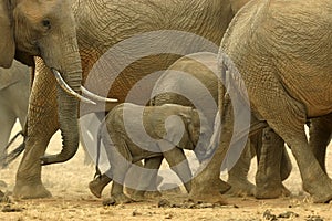 African Elephants