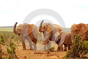 African elephants