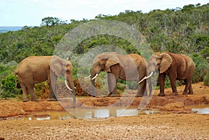 African elephants