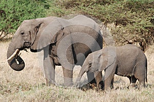 African Elephants