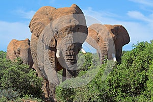 African Elephants