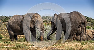 African Elephants Addo national elephant park South Africa