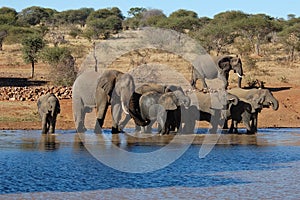 African Elephants in Africa