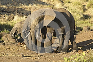 African Elephants in afternoon light at Lewa Conservancy, Kenya, Africa photo