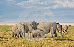 African Elephants, Amboseli