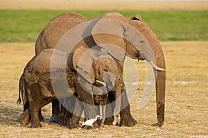 African Elephants, Amboseli, Kenya