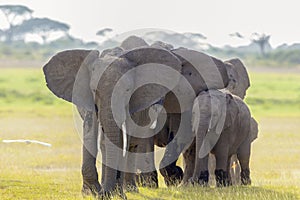 African Elephants, Amboseli National Park, Kenya