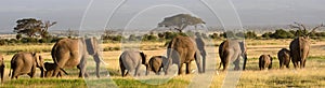 African elephants, Amboseli National Park, Kenya