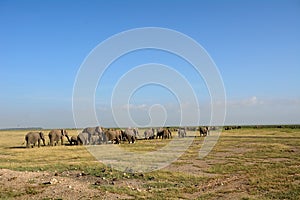 African elephants, Amboseli National Park, Kenya