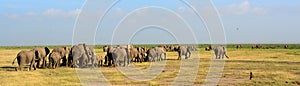 African elephants, Amboseli National Park, Kenya