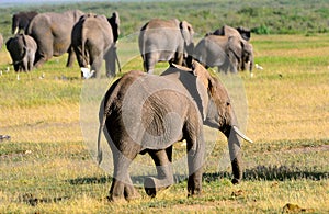 African elephants, Amboseli National Park, Kenya