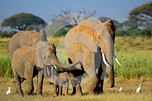 African elephants, Amboseli National Park, Kenya