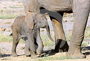 African elephants, Amboseli National Park, Kenya