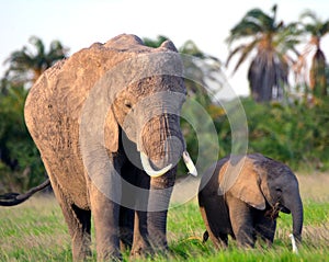 African elephants, Amboseli National Park, Kenya