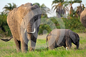 African elephants, Amboseli National Park, Kenya