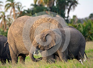 African elephants, Amboseli National Park, Kenya