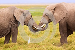 African elephants in Amboseli National Park. Kenya, Africa