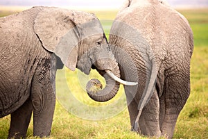 African elephants in Amboseli National Park. Kenya, Africa