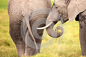 African elephants in Amboseli National Park. Kenya, Africa