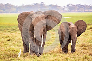 African elephants in Amboseli National Park. Kenya, Africa