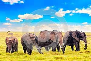 African elephants in Amboseli National Park. Kenya, Africa
