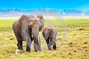 African elephants in Amboseli National Park. Kenya, Africa