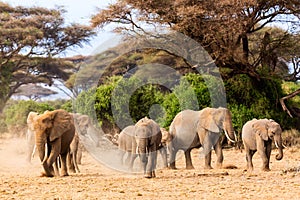 African elephants in Amboseli National Park. Kenya, Africa