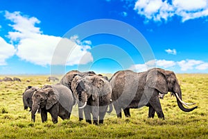 African elephants in Amboseli National Park. Kenya, Africa. Wild nature landscape. Safari in Africa