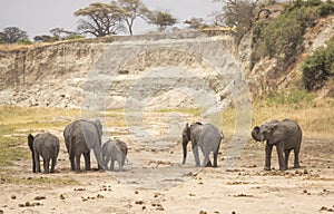 African elephants ar a underground river looking for water