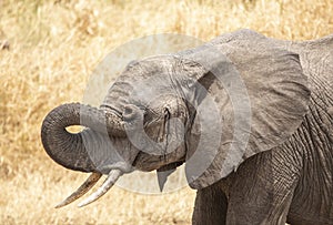 African elephants ar a underground river looking for water