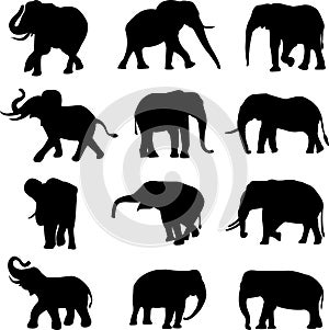 Elefantes a asiático elefantes 