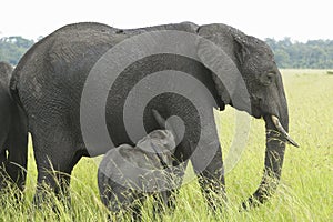 African Elephants and baby in grasslands of Lewa Conservancy, Kenya, Africa