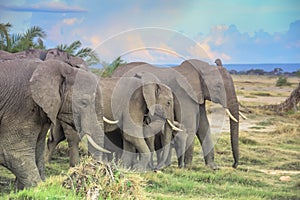 African elephants with baby on the masai mara kenya