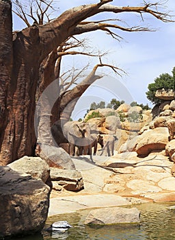 African elephants,Bioparc, Valencia, Spain photo