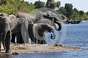 African Elephants - Botswana