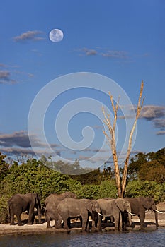 African Elephants - Botswana