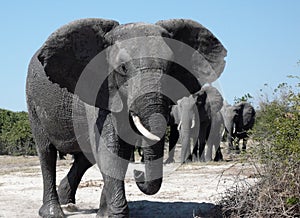 African Elephants - Botswana