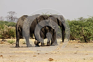 African Elephants