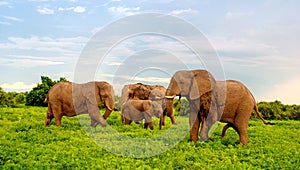 African elephants in bush savannah, Botswana.