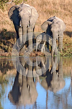 African elephants and calf at waterhole