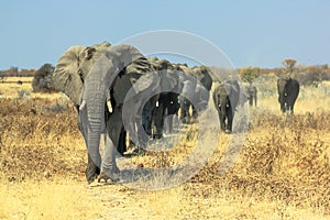 African elephants charge