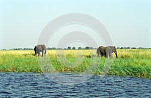 African elephants, Chobe National Park, Botswana